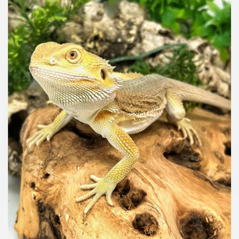 Hypo Witblits Male Bearded Dragon (Actual Photo)