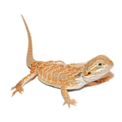 Fire Hypo Bearded Dragons