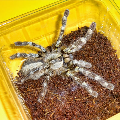 Indian Ornamental Tarantulas