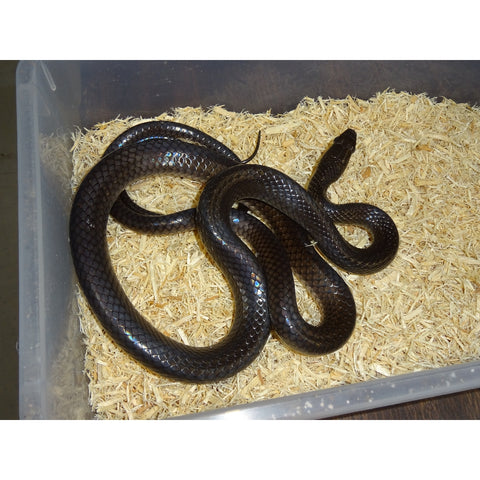 Chinese Rat Snakes