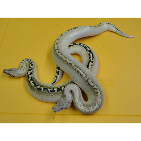 Ivory Blood Pythons