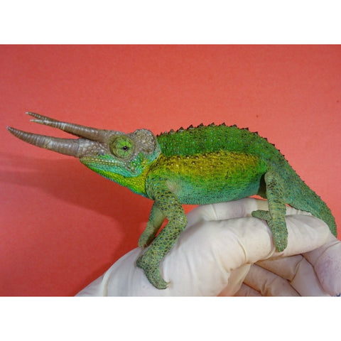 Jackson Chameleons