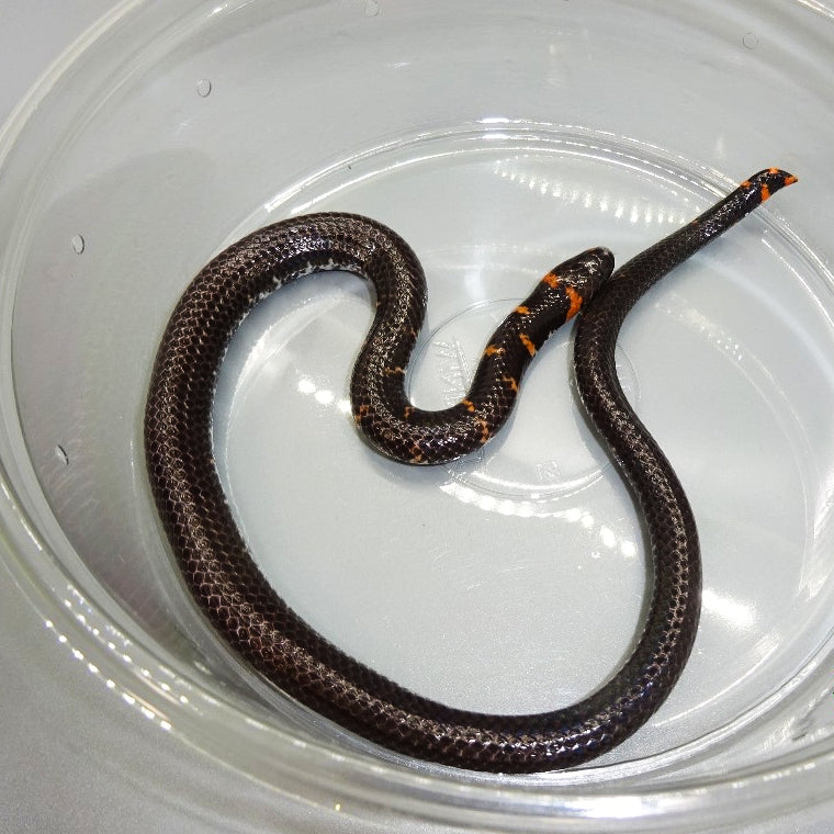 Java Pipe Snakes – Big Apple Pet Supply