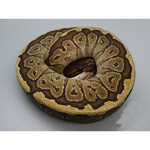 Jigsaw Ball Pythons – universalexoticfarm