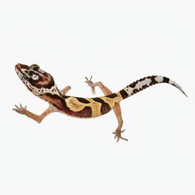 Jungle Leopard Geckos