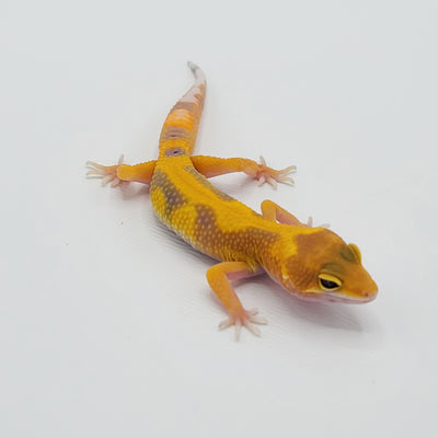 Hypo Tangerine Jungle Leopard Geckos
