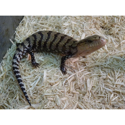 Kei Island Blue Tongue Skinks