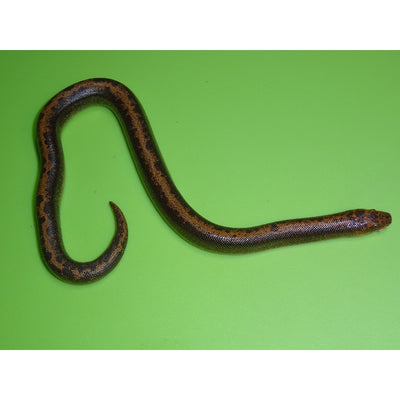 Kenyan Striped Sand Boas