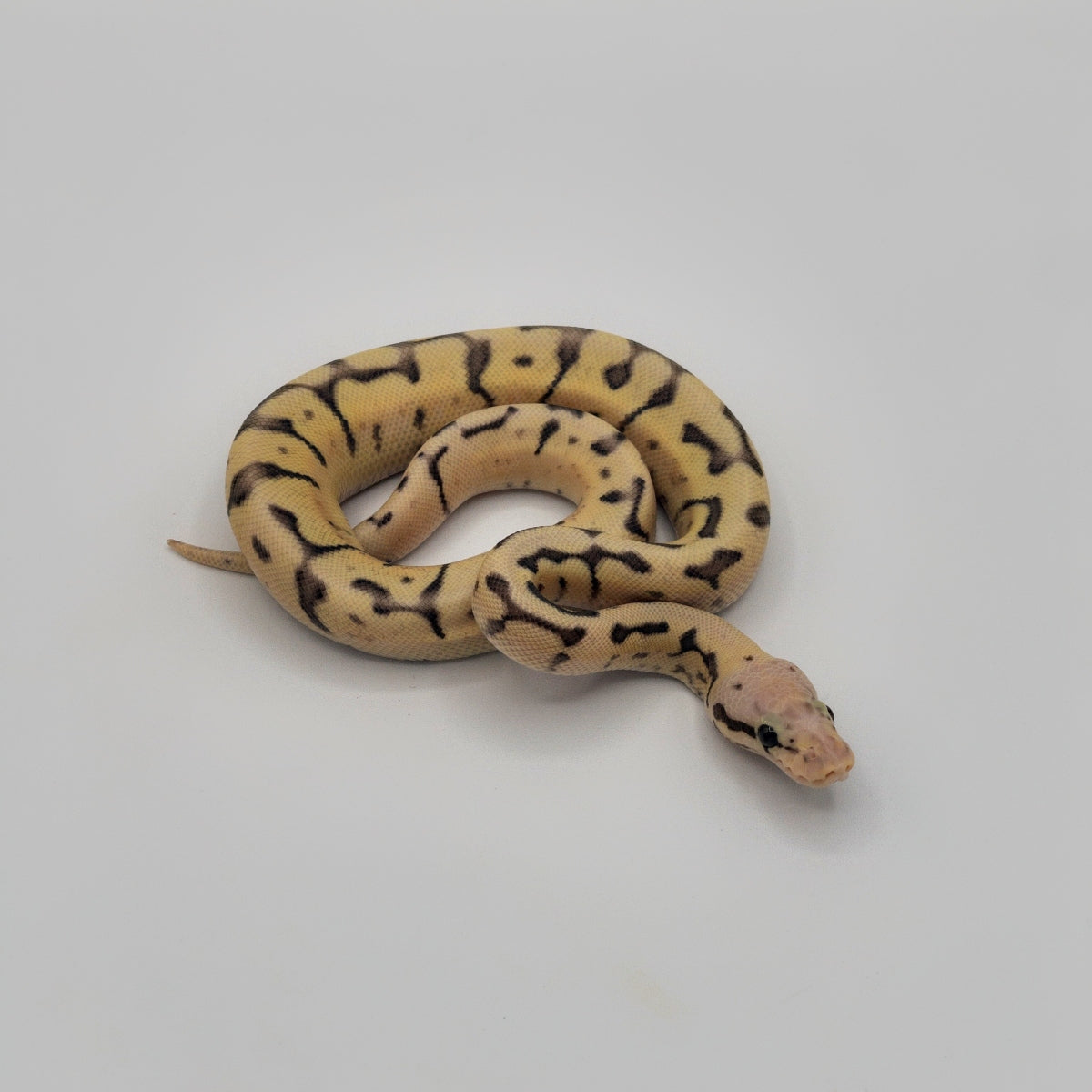 Killer Blast Ball Python