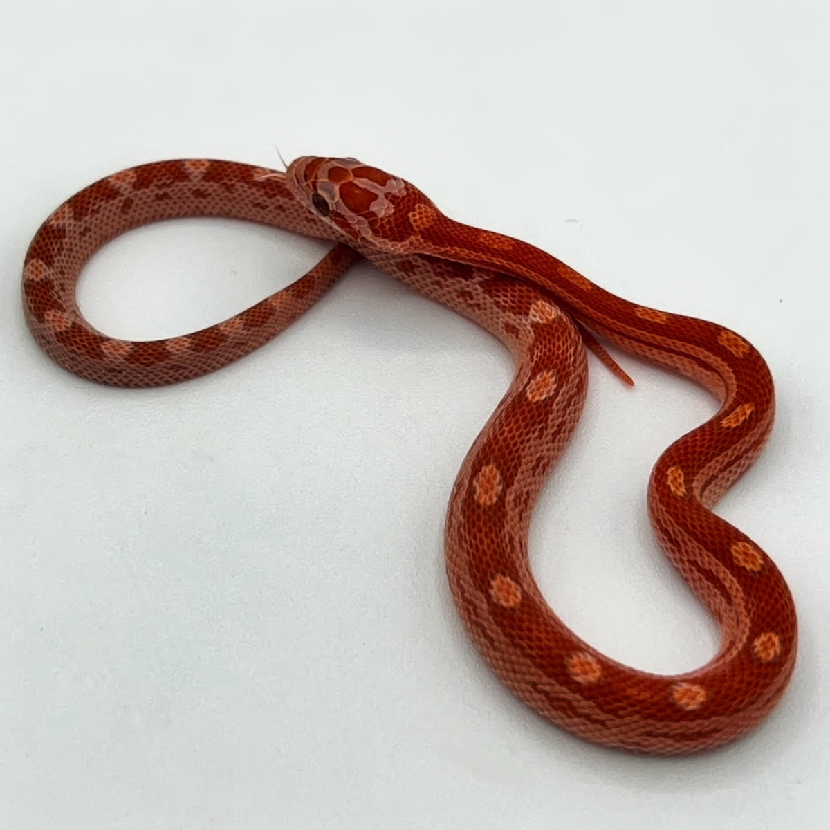 Amber Corn Snakes For Sale Big Apple Herp
