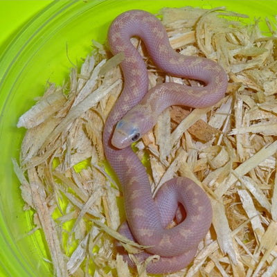 Lavendar White Sided Black Rat Snakes