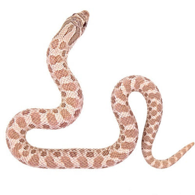 Lavender Western Hognose Snakes