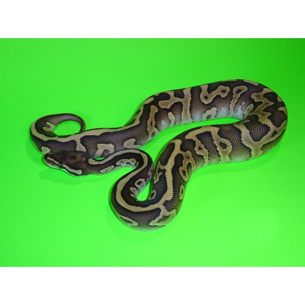 Butter Lesser Ball Python
