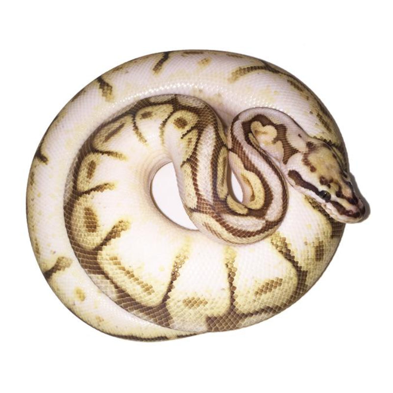Lesser Bee Ball Python Full Grown
