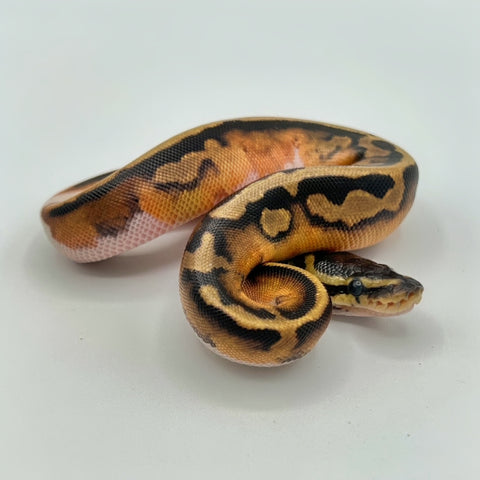 SPECIAL SALE Pied Ball Pythons Low White