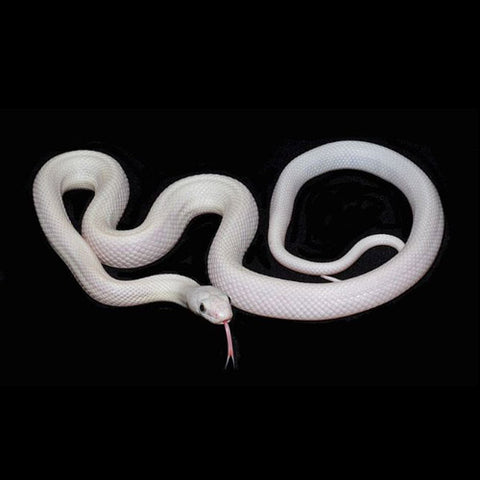 Leucistic Texas Rat Snakes (Various Morphs)