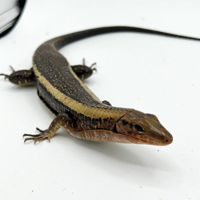 Madagascan Plated Lizards