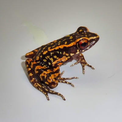Unusual or Rare Frogs List