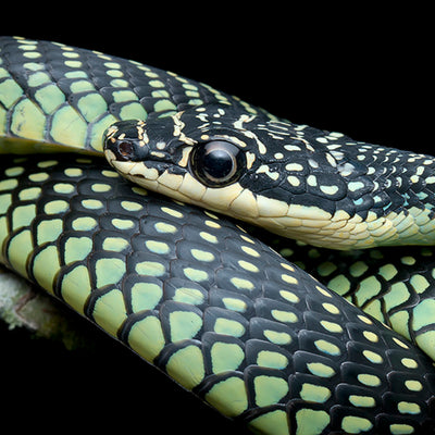 Unusual or Rare Malaysian Snakes List