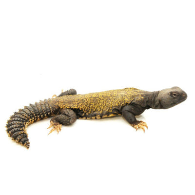 Mali Uromastyx