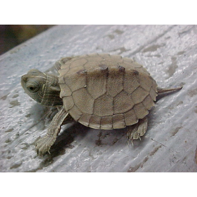Map Turtles For Sale - Shipped Overnight To Your Door | Big Apple Herp