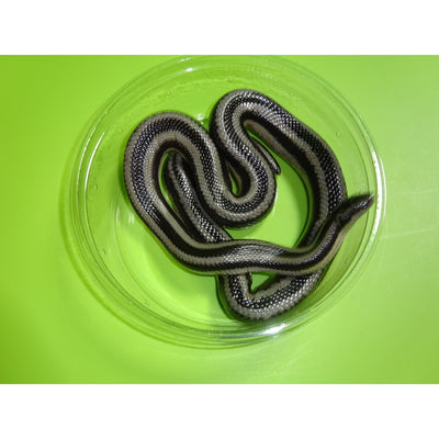 Melanistic Bay of LA Rosy Boa