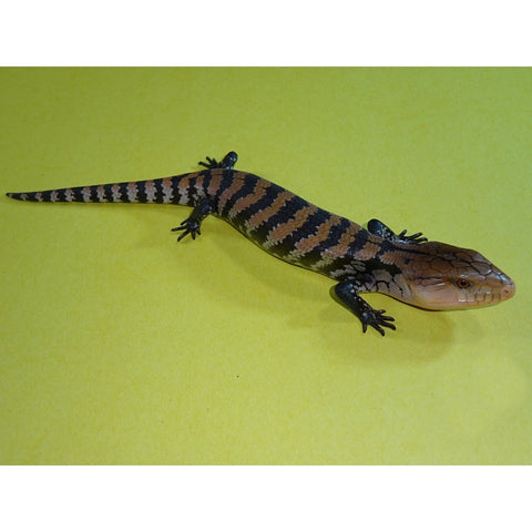 Merauke Blue Tongue Skinks