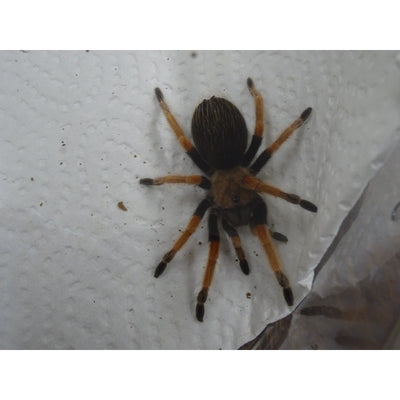 Mexican Fireleg Tarantulas