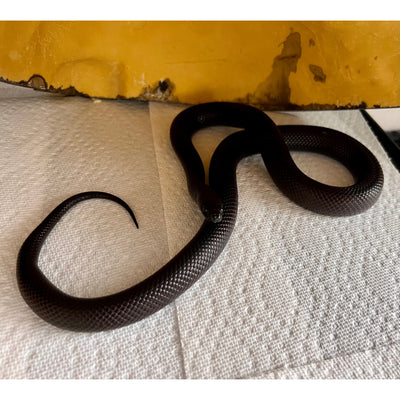 Breeder Quality 30" Mexican Black Kingsnake With Enclosure (PICKUP ONLY!)