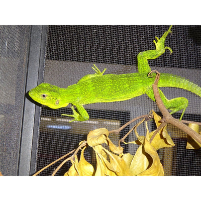 Mexican Spinytail Iguanas
