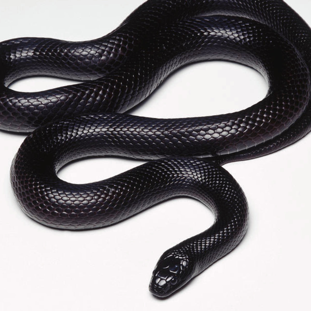 Mexican Black Kingsnakes for Sale image photo