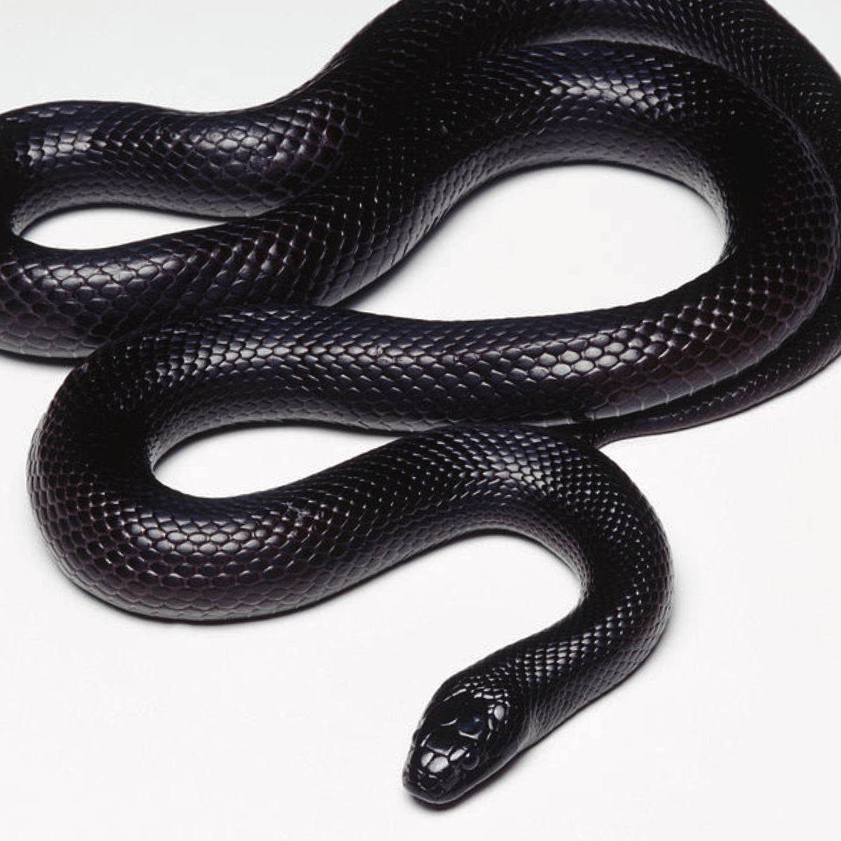 Mexican Black Kingsnakes for Sale – Big Apple Herp - Reptiles For Sale