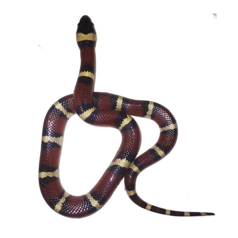Mexican Milkshake Snake