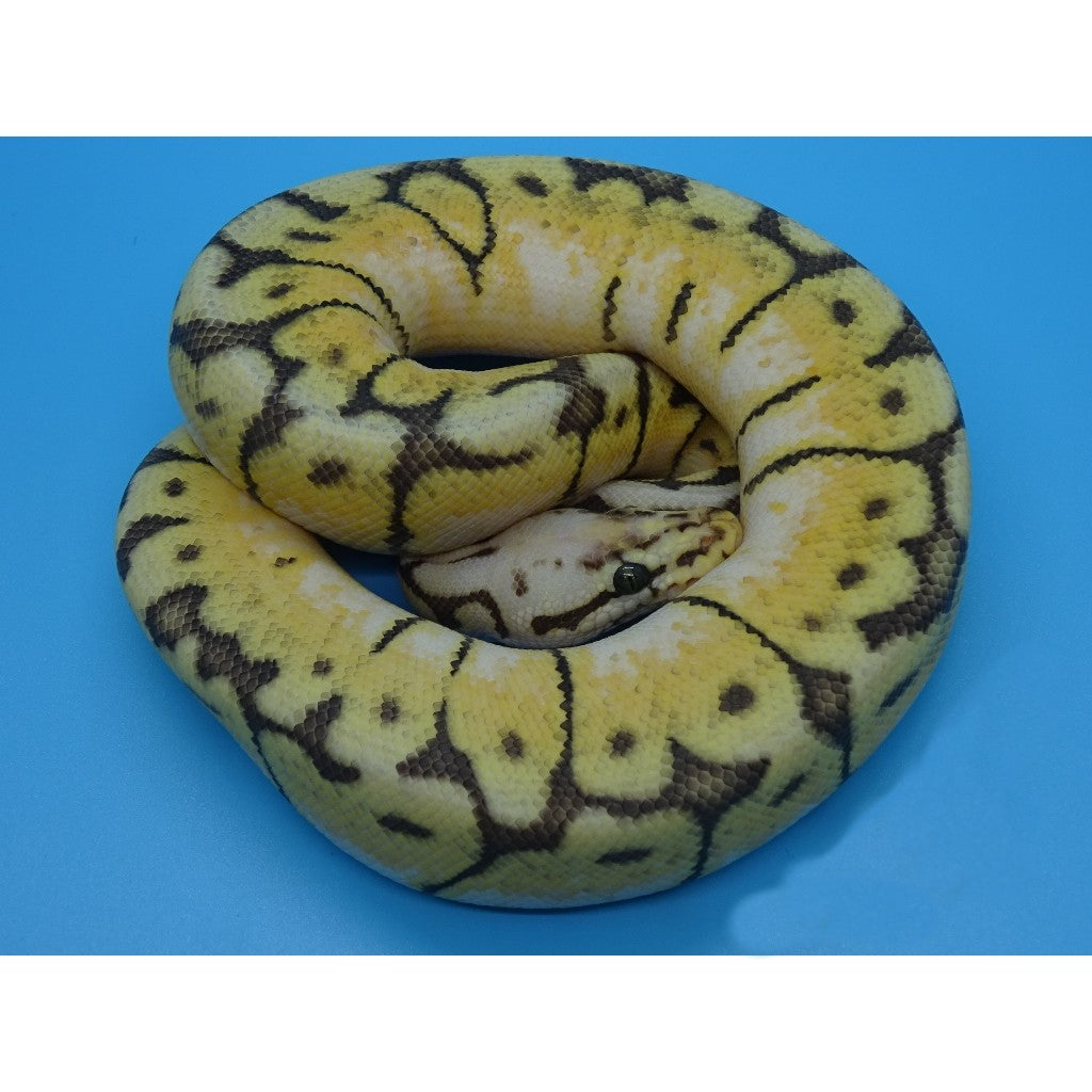 Axanthic Killer Bee Ball Python