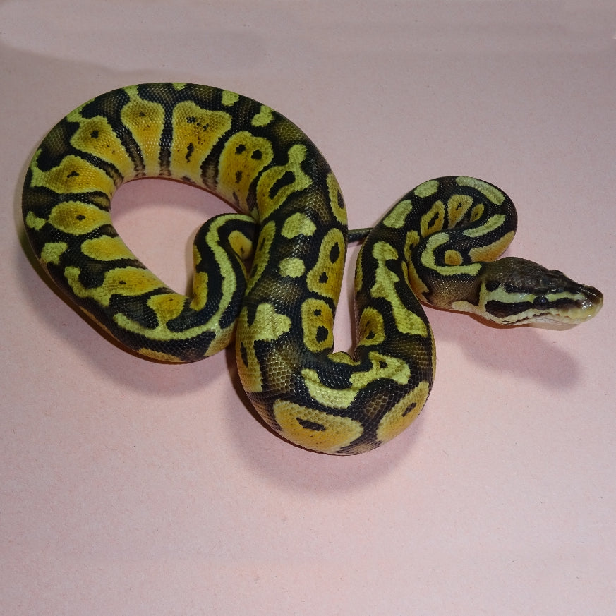 Pink Pastel Python Pastel X Pastel Ball Python