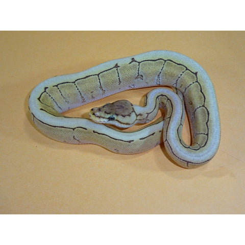 Mojave Spinner Ball Pythons