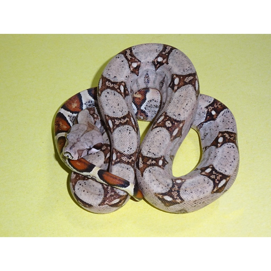 Monster Tail X Boas | Big Apple Herp