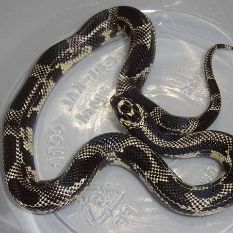 Mosaic Eastern Kingsnakes