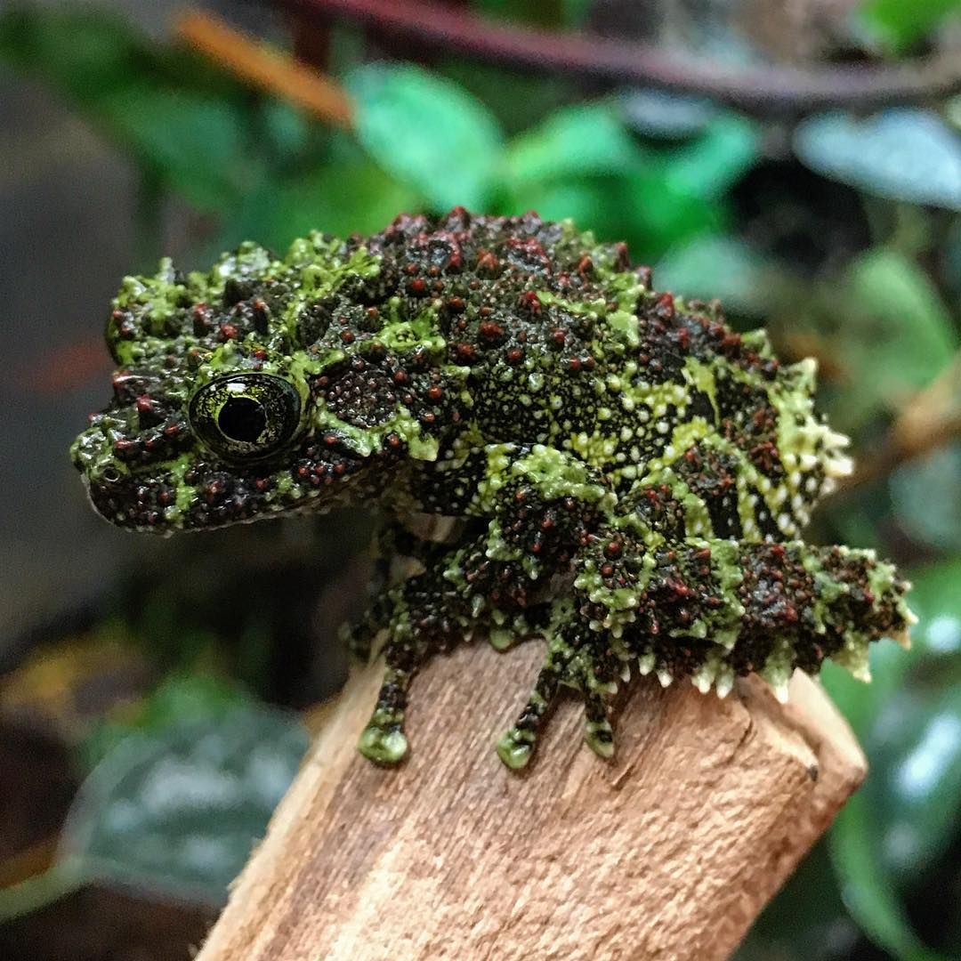 Vietnamese mossy frog  Smithsonian's National Zoo and