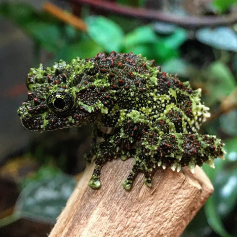 Vietnamese Moss Frog (Theloderma corticale) Captive. Native to