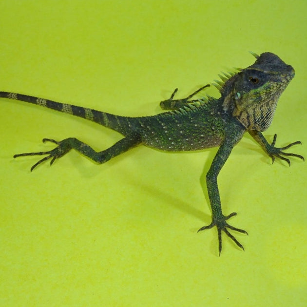 Buy Mountain Horned Lizards Big Apple Herp Reptiles For Sale