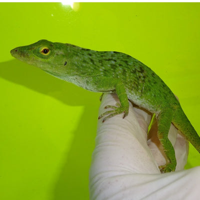 Neotropical Giant Green Anoles