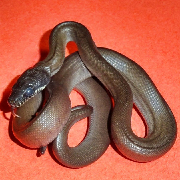 White-Lipped Python for Sale – Northern Variety, Field Collected | Big ...