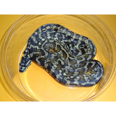 New Guinea Carpet Pythons