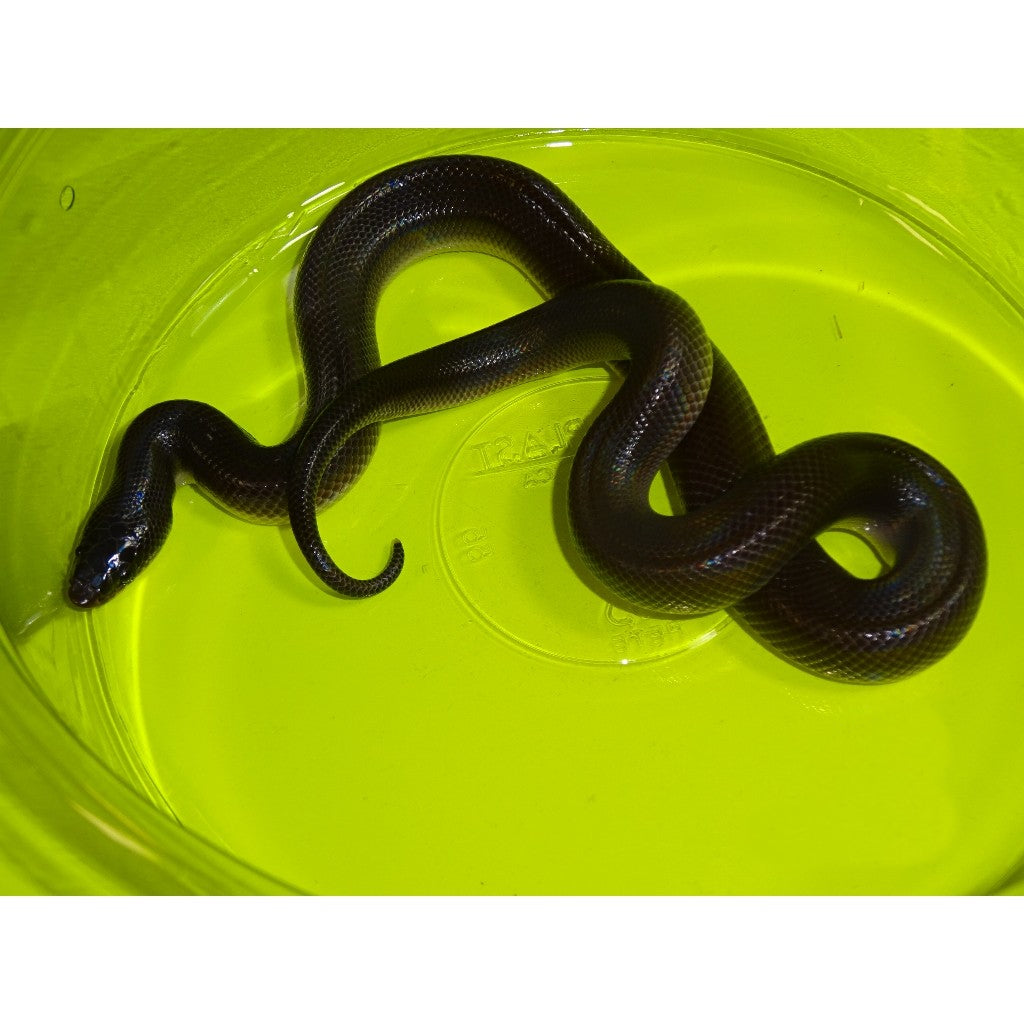 【IFSIXWASNINE】POISONOUS SNAKE Python LSC IFSIXWASNINE】POISONOUS SNAKE Python LSC （Python is not a