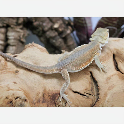 Normal Witblits Male Bearded Dragon (Actual Photo)