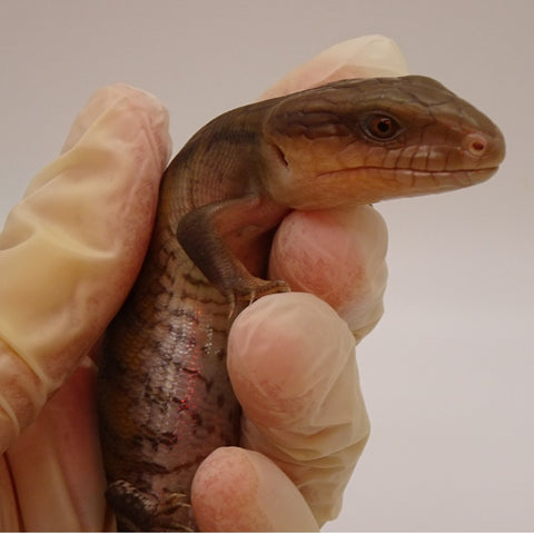 Northern Blue Tongue Skinks