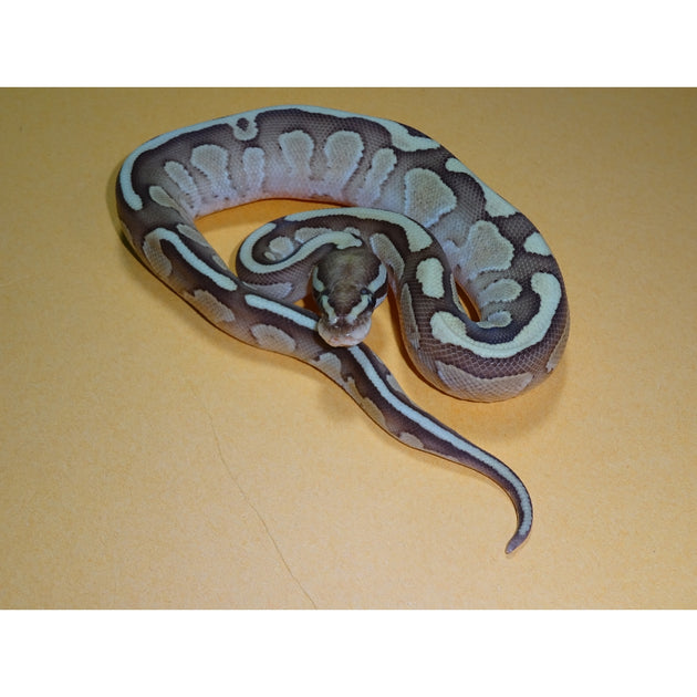 Nuclear Ball Pythons | Big Apple Herp