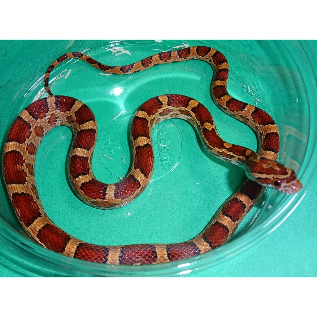 Scale Less Corn Scaleless Corn Snake Care