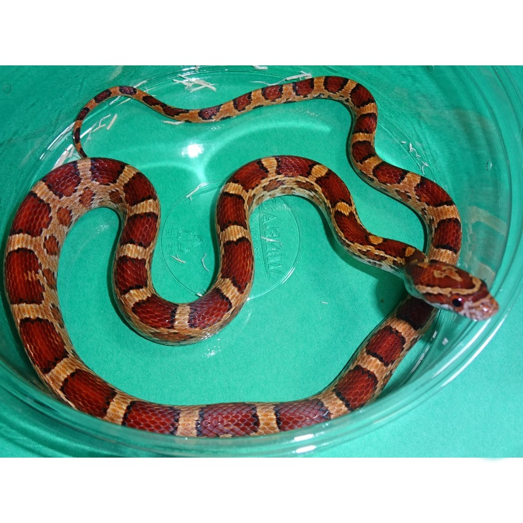 Scaleless Corn Snake Price